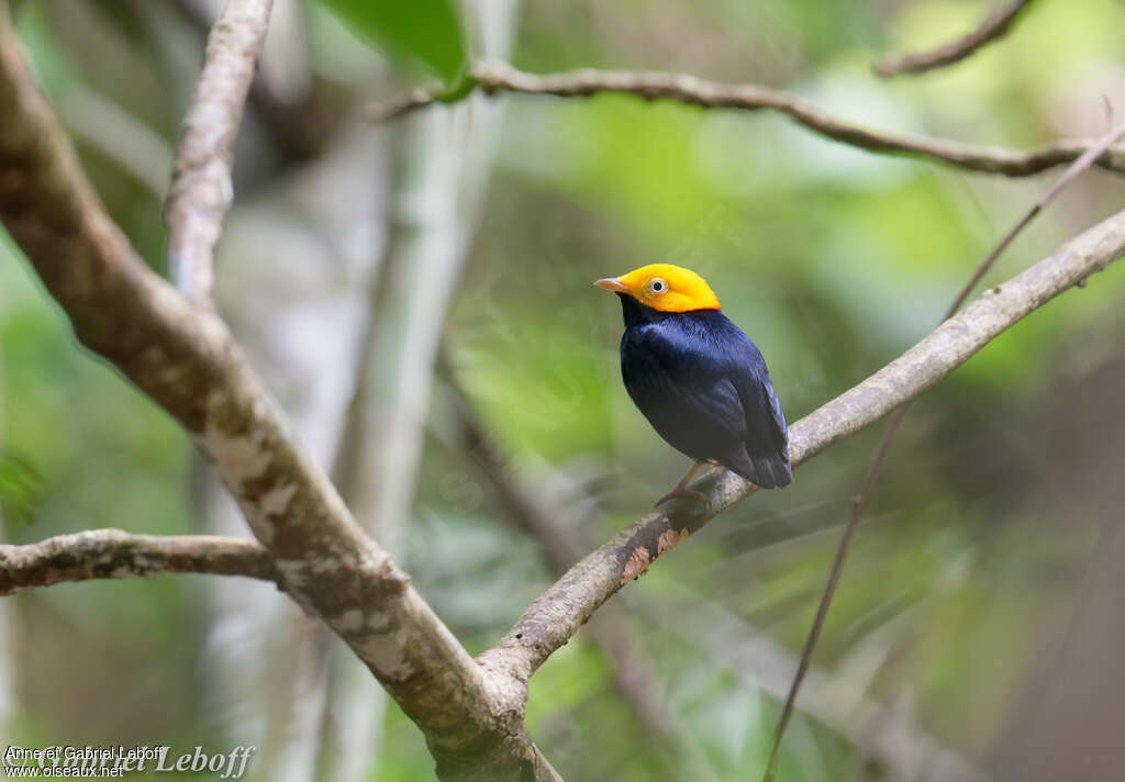 Manakin à tête d'or mâle, identification