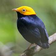 Golden-headed Manakin