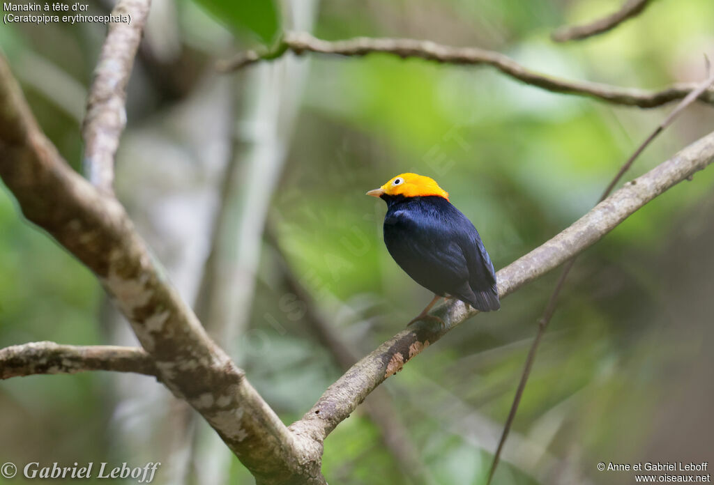 Golden-headed Manakin male