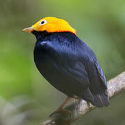 Golden-headed Manakin