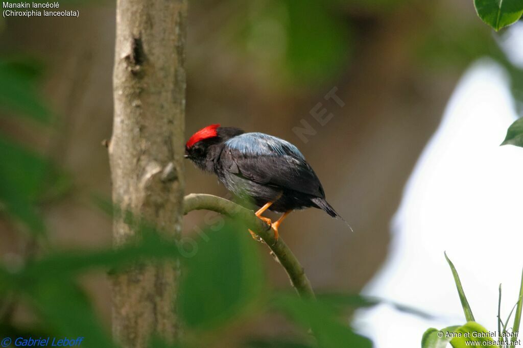 Lance-tailed Manakin male adult