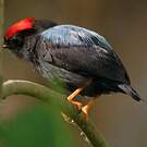 Manakin lancéolé