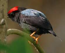 Lance-tailed Manakin