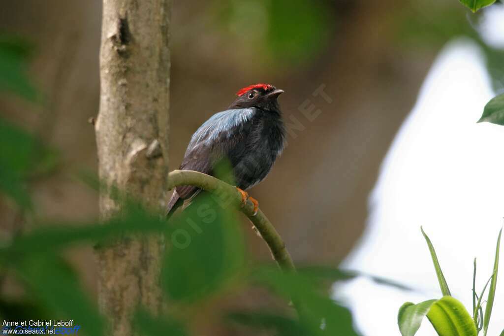 Manakin lancéolé mâle adulte, identification