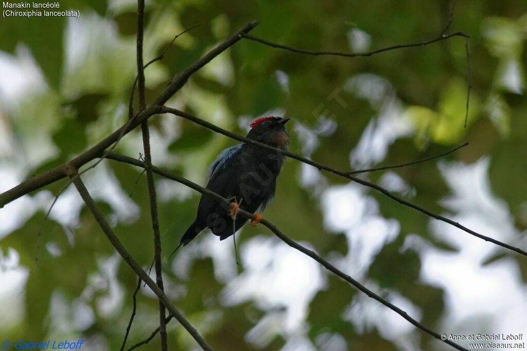 Manakin lancéolé mâle adulte