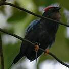 Manakin lancéolé