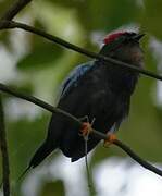 Lance-tailed Manakin