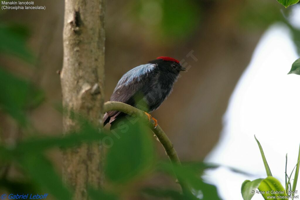 Lance-tailed Manakin male adult