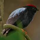 Manakin lancéolé