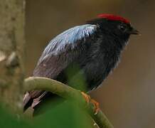 Lance-tailed Manakin