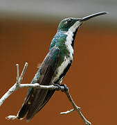 Black-throated Mango