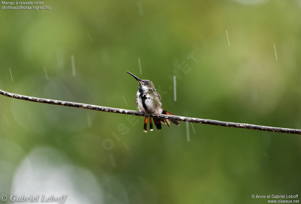 Black-throated Mango female