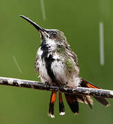 Black-throated Mango