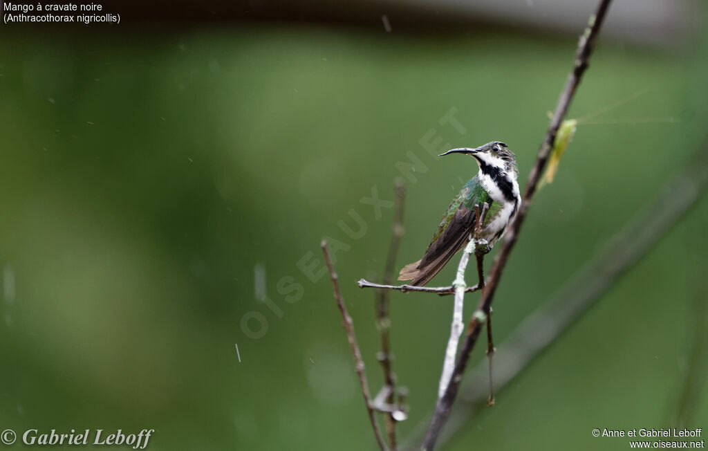 Black-throated Mango female adult