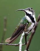 Black-throated Mango