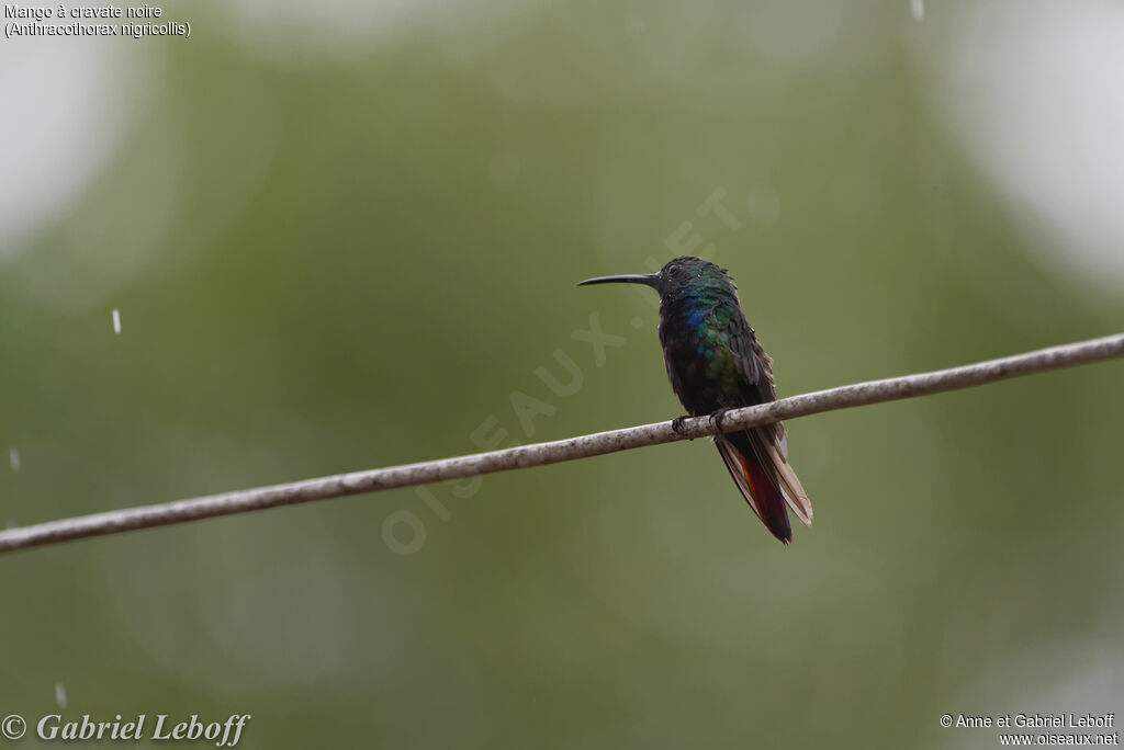 Black-throated Mango male adult