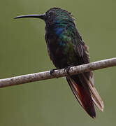 Black-throated Mango