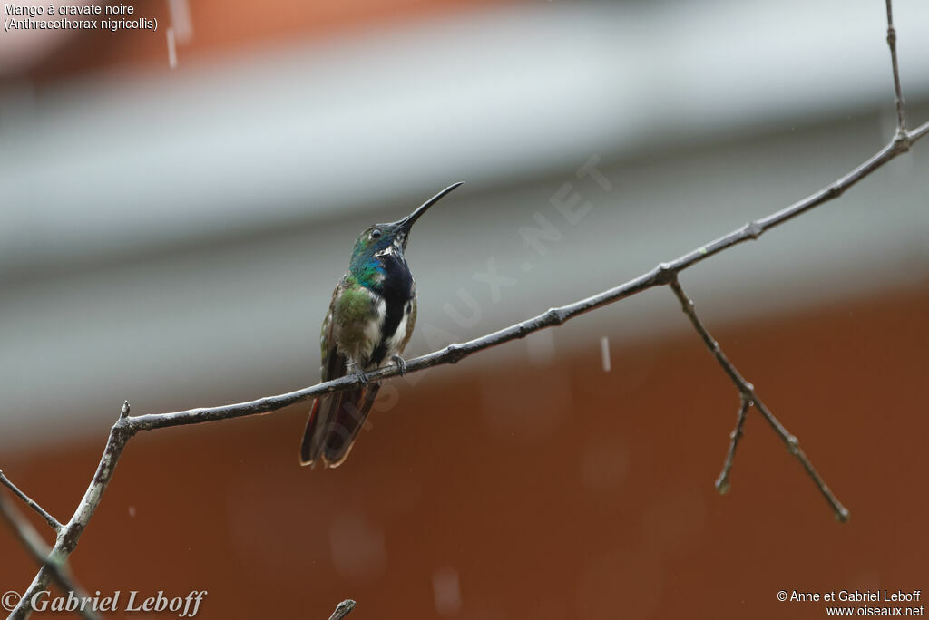 Black-throated Mangoimmature