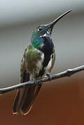 Black-throated Mango