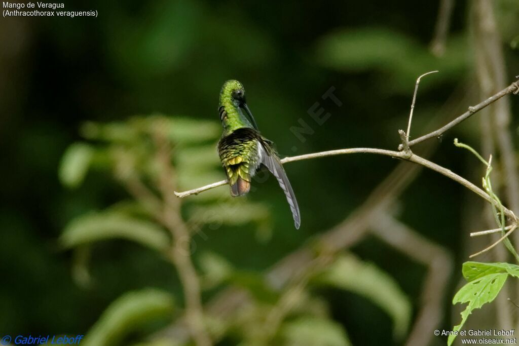 Veraguan Mango male adult