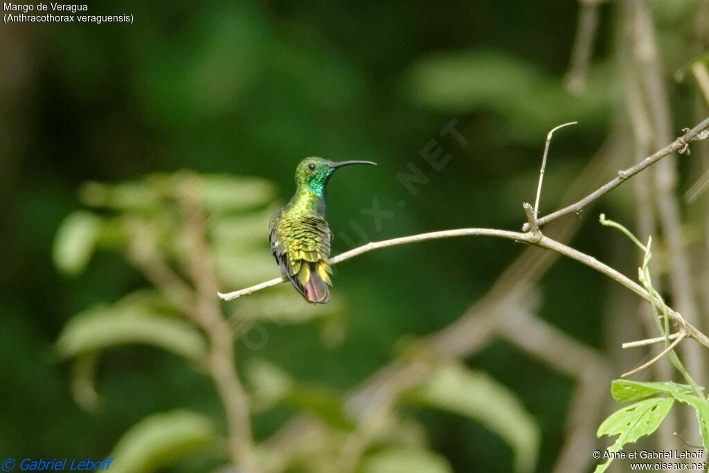 Veraguan Mango male adult