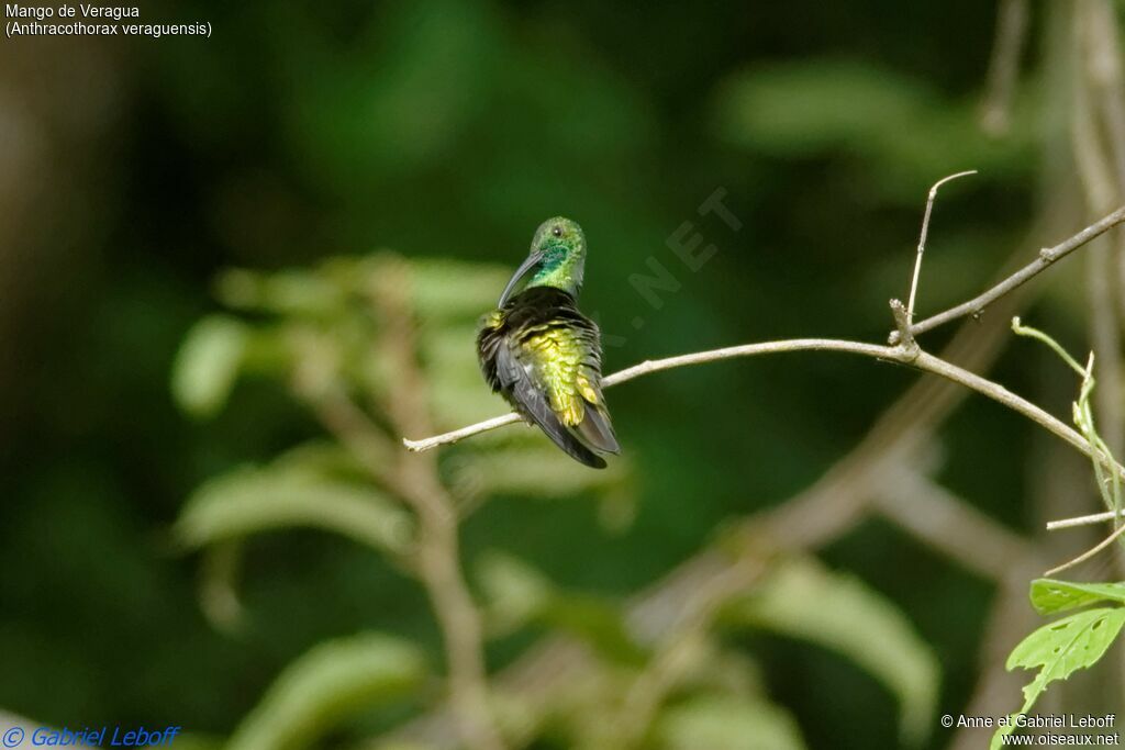 Veraguan Mango male adult