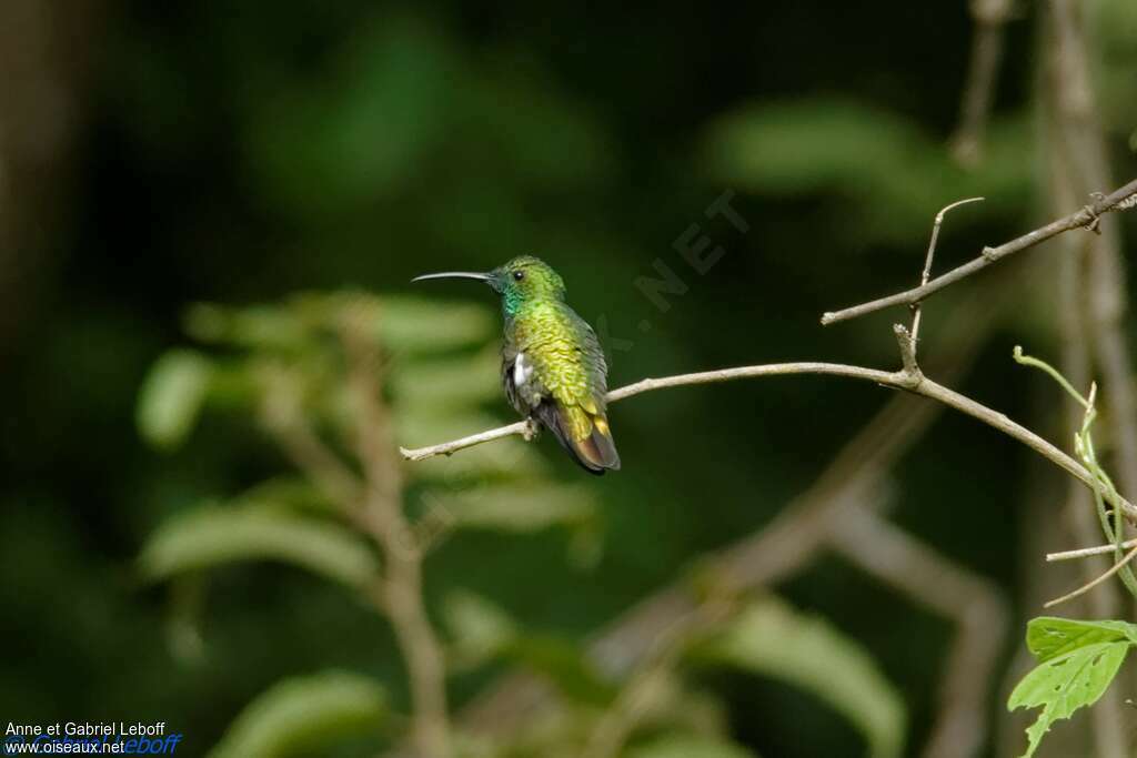Mango de Veraguas mâle, adulte, identification