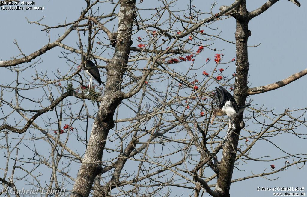 Lesser Adjutant