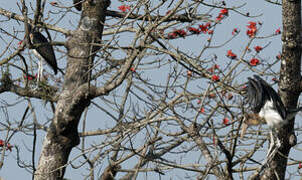 Lesser Adjutant