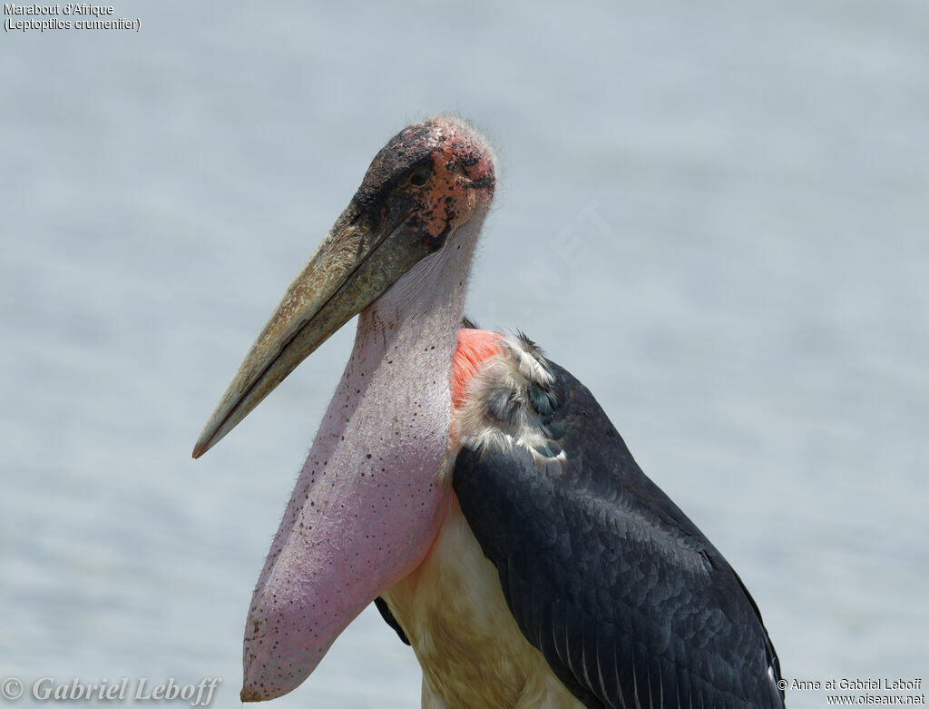 Marabou Stork