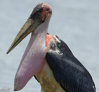 Marabou Stork