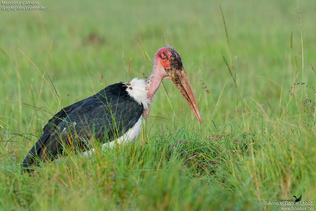 Marabou Storkadult