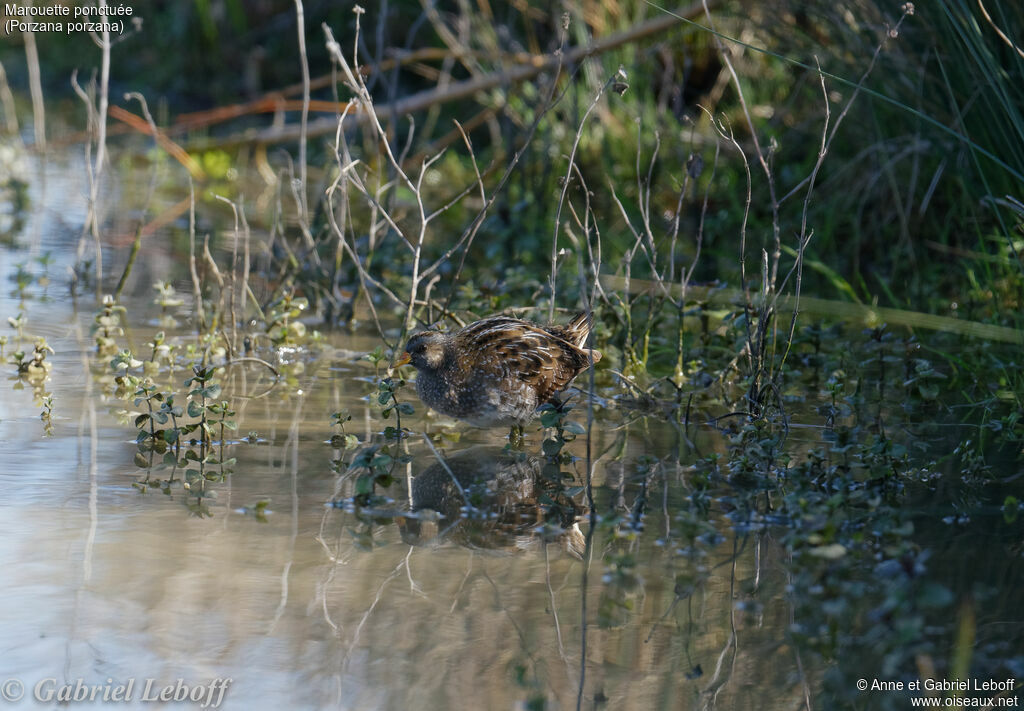 Spotted Crake