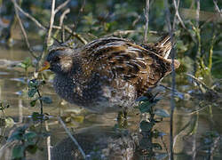 Spotted Crake