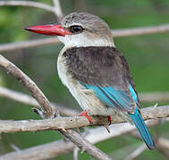 Brown-hooded Kingfisher