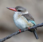 Brown-hooded Kingfisher