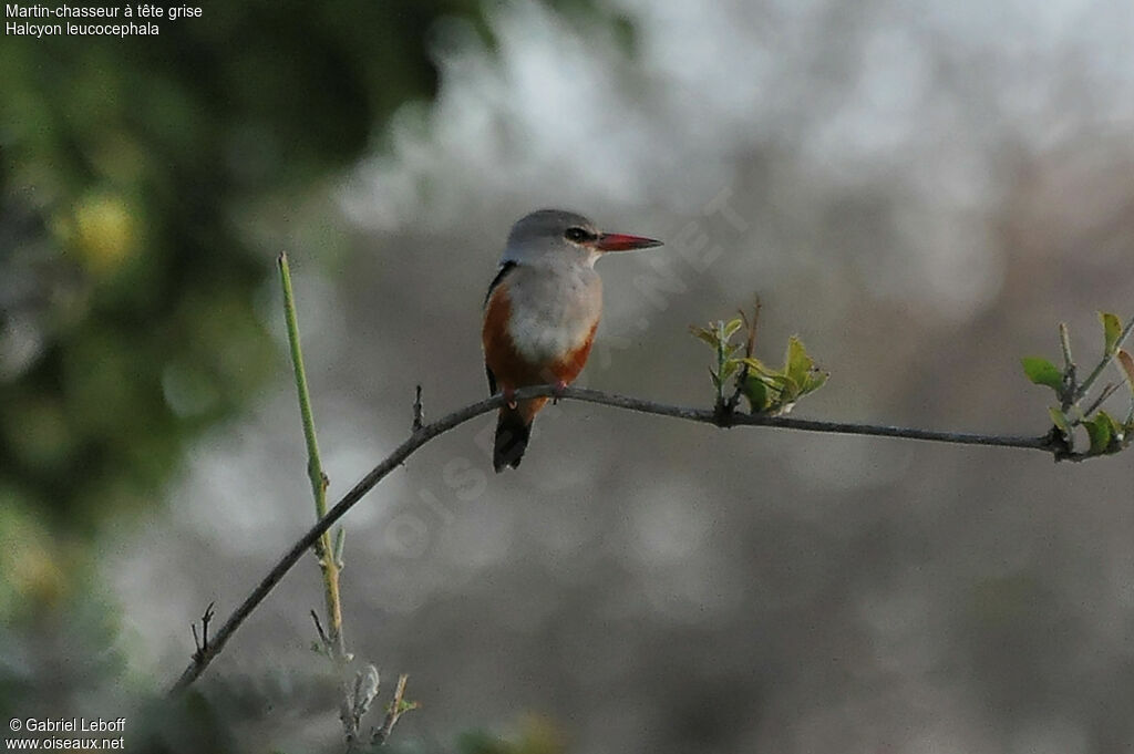 Grey-headed Kingfisher