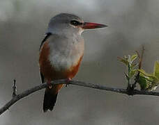 Grey-headed Kingfisher