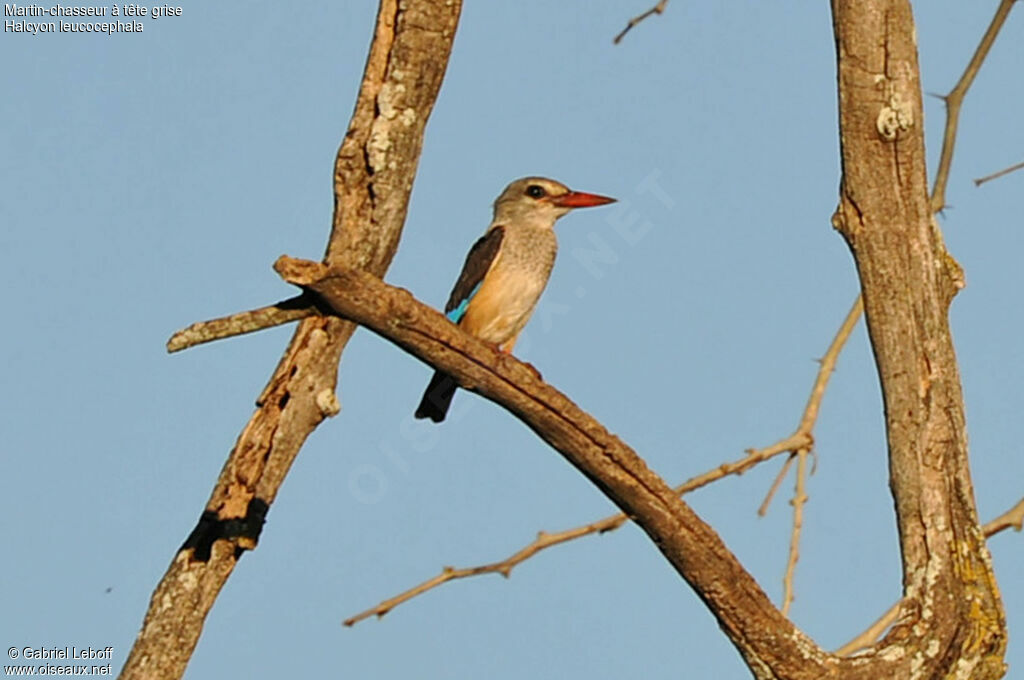 Grey-headed Kingfisher