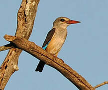 Grey-headed Kingfisher