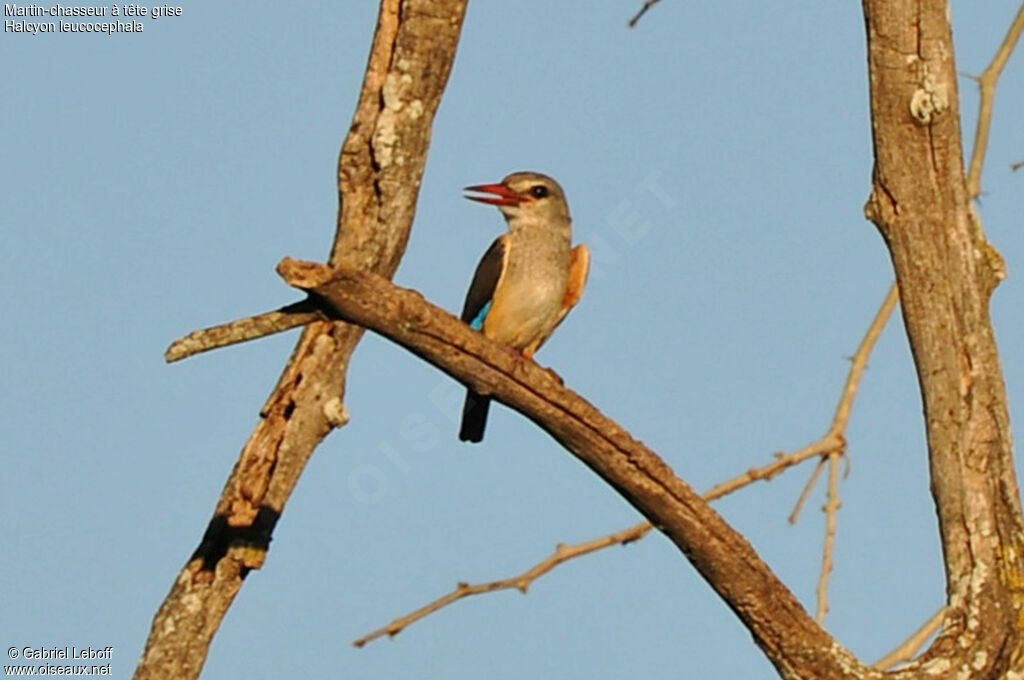 Grey-headed Kingfisher