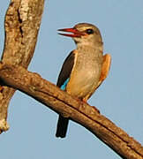 Grey-headed Kingfisher