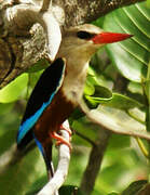 Grey-headed Kingfisher