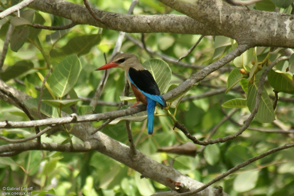 Grey-headed Kingfisher