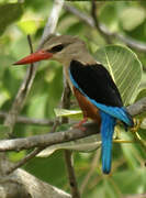 Grey-headed Kingfisher