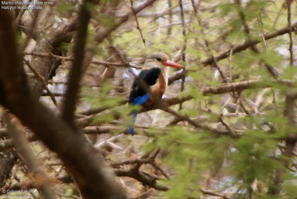 Grey-headed Kingfisher