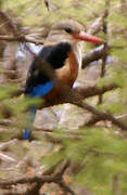 Grey-headed Kingfisher