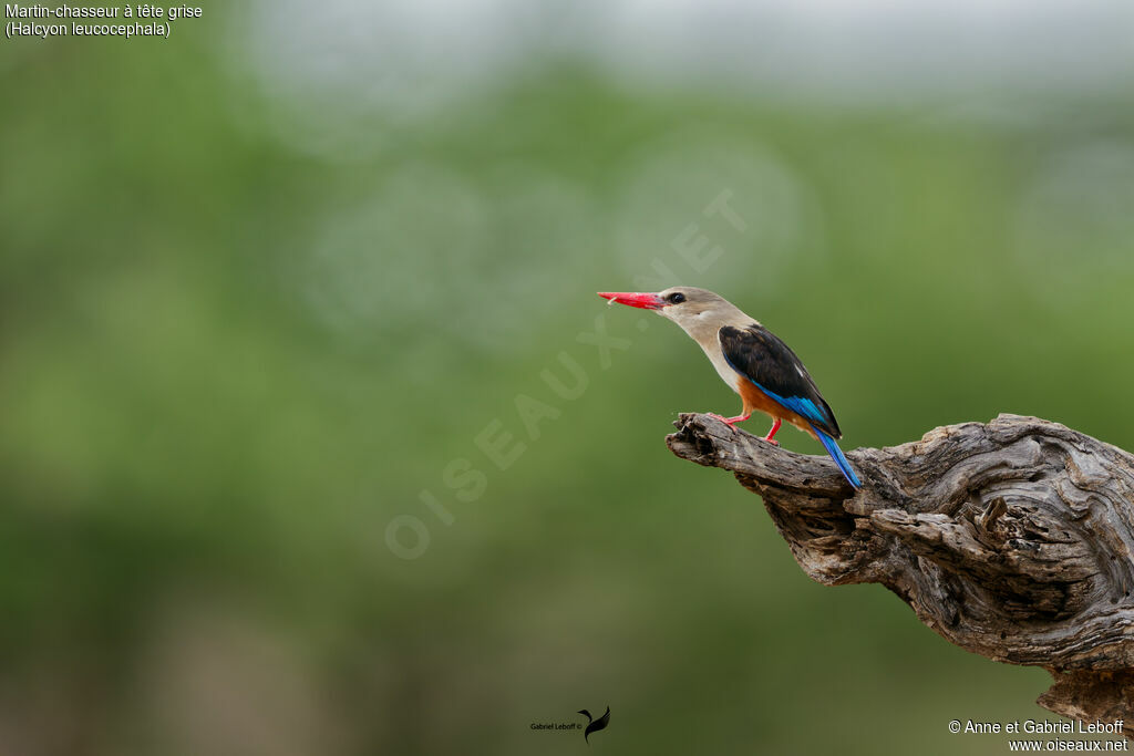 Grey-headed Kingfisher