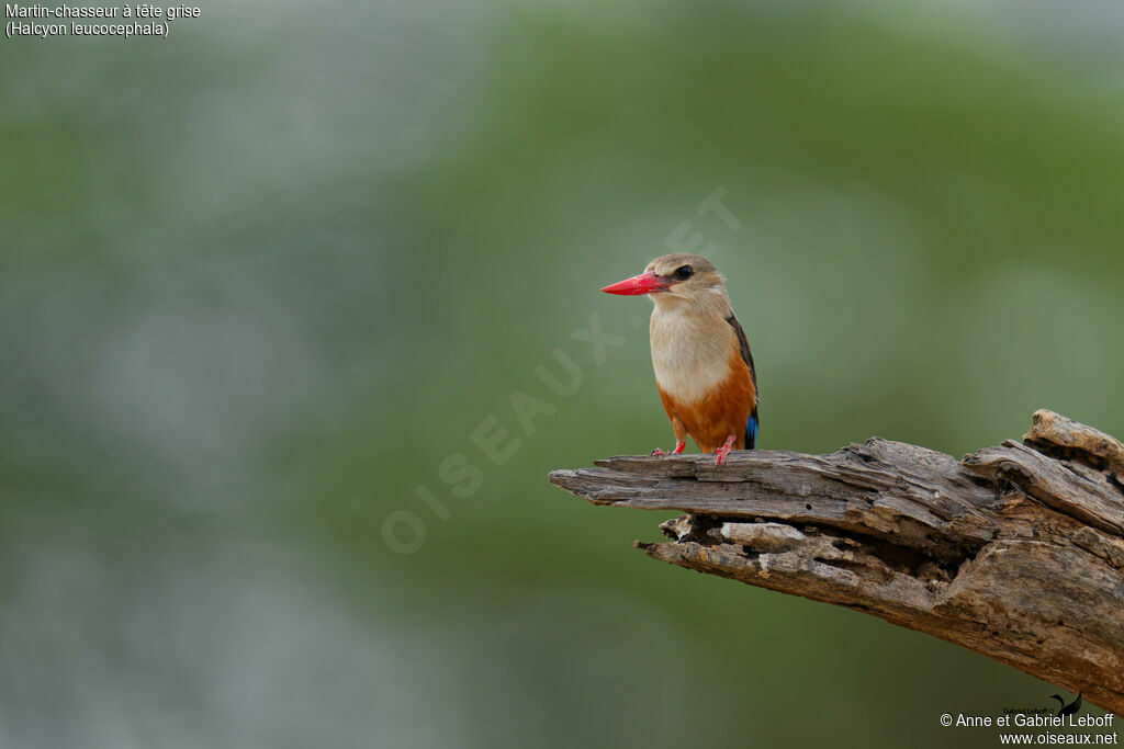 Grey-headed Kingfisher