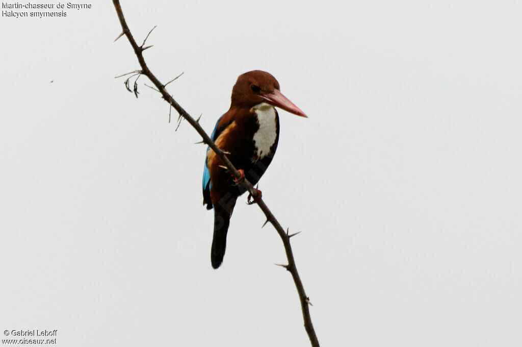 White-throated Kingfisher